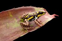 shutterstock_306671645 (poison dart frog)