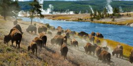 Bison in Yellowstone