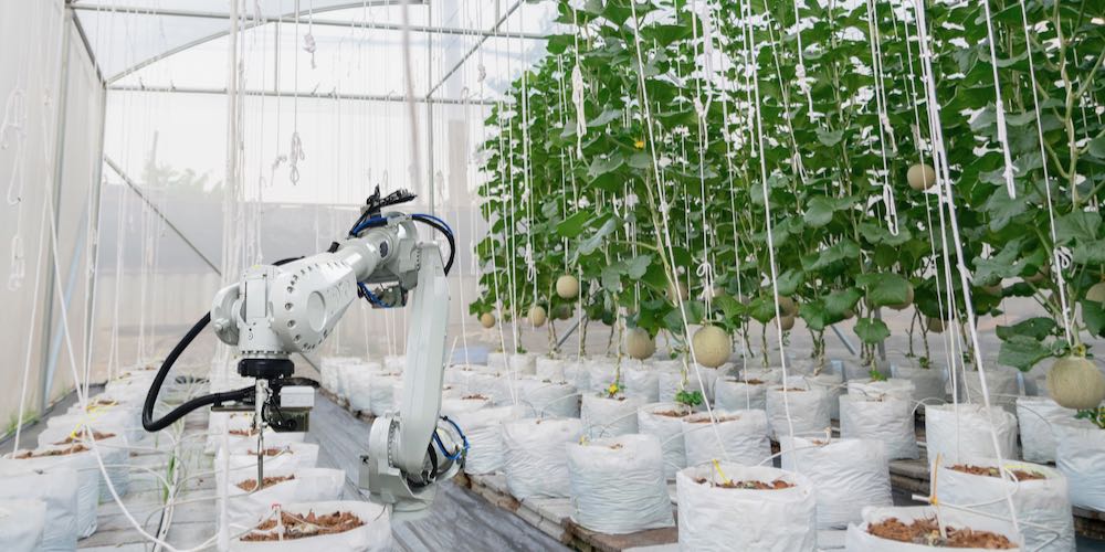 Smart farming fruit melon and digital agriculture Robotic arm is working