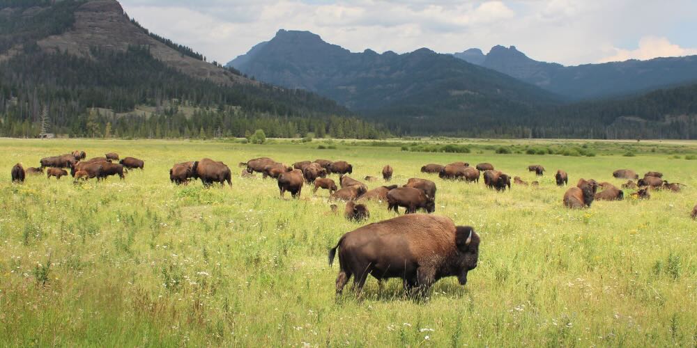 Bison,Herd,In,The,Yellowstone,National,Park