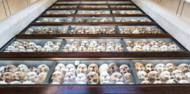 Rows of Skulls of Khmer Rouge victims on display in memorial stupa at the Choeung Ek Killing Field, Phnom Penh, Cambodia